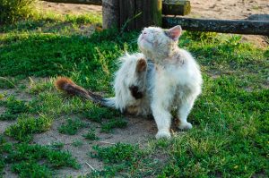 Jak za pomocą domowych sposobów pozbyć się psich pcheł